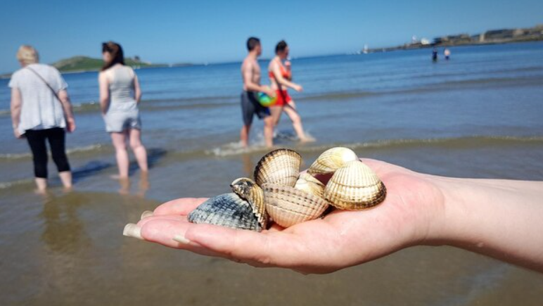 shelling beaches of united states